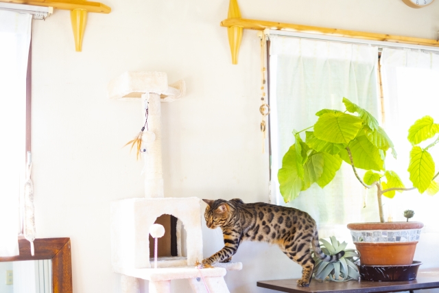 コラム：ペット可